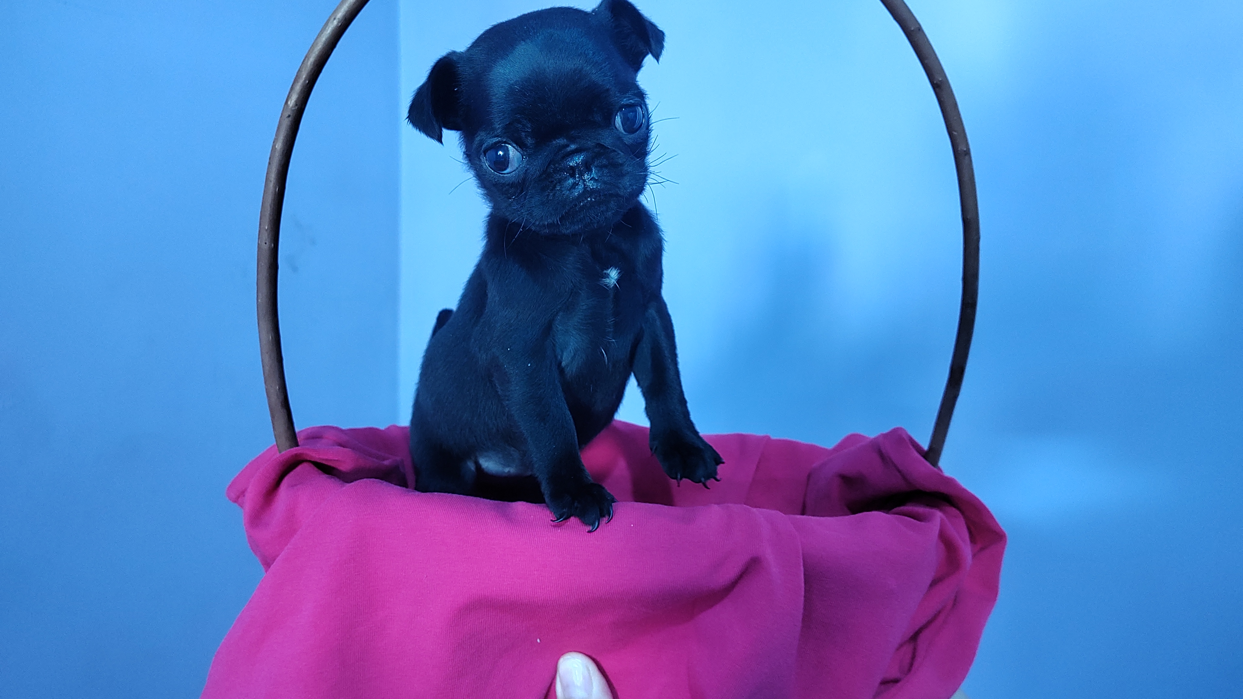 Vende-se mini pug - Foto 5
