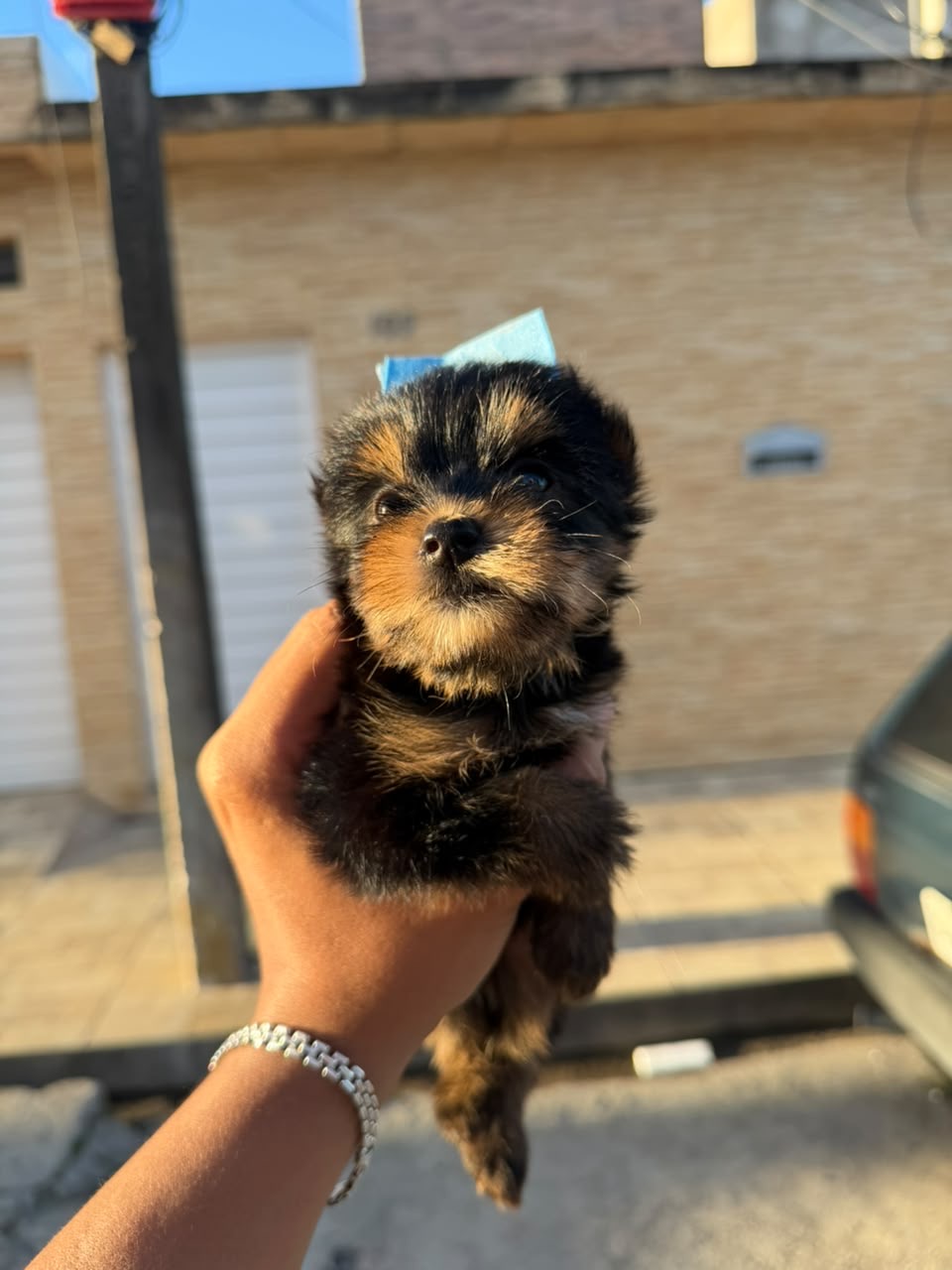 Vendo um filhote legítimo  - Foto 1