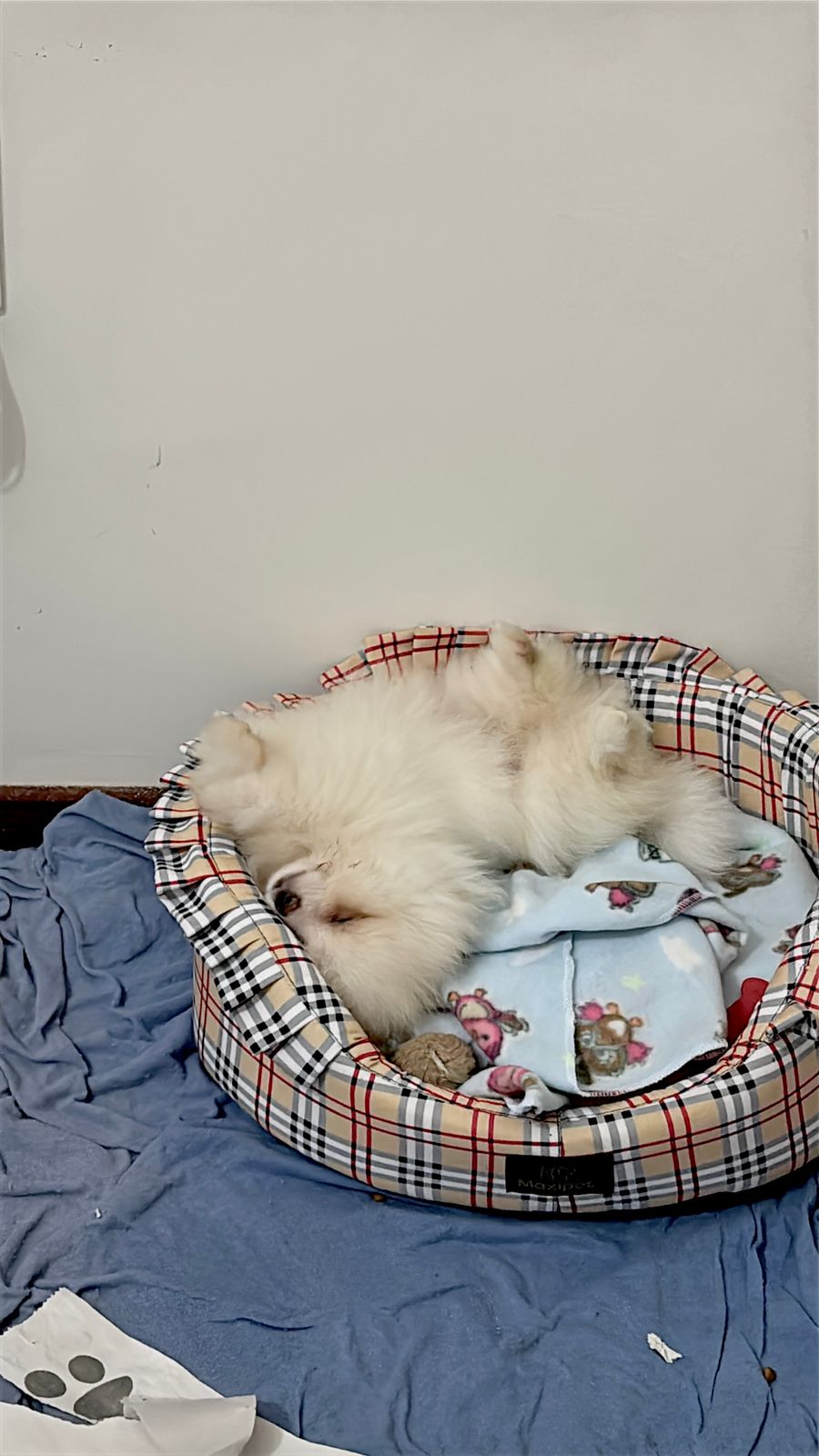 Lulu da pomerânia Anão - Foto 4