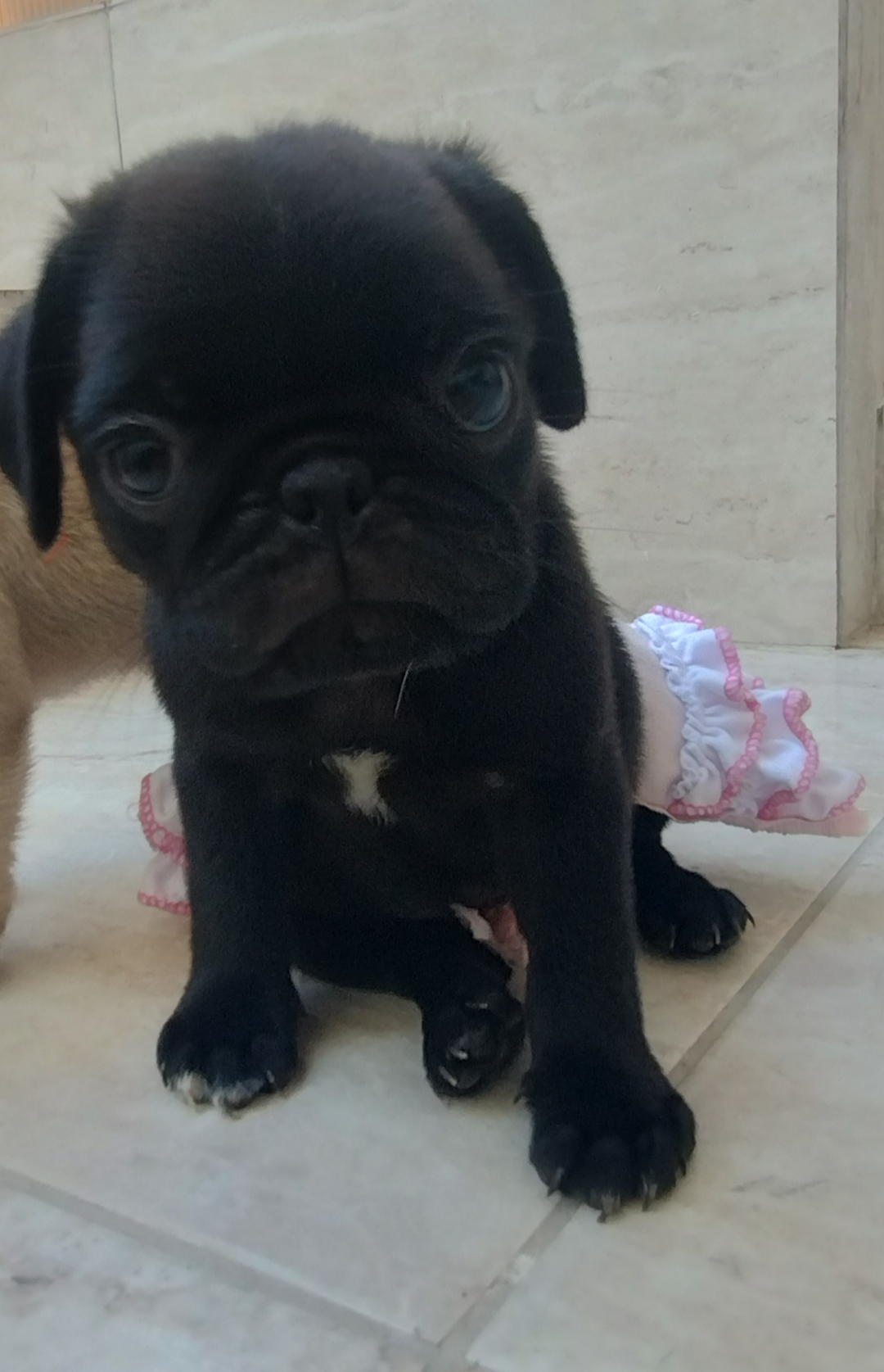 Pug - Foto 1