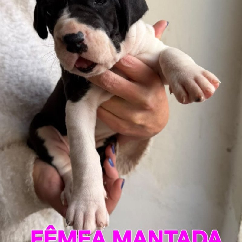 Linda ninhada de Dogue Alemão - Foto 4