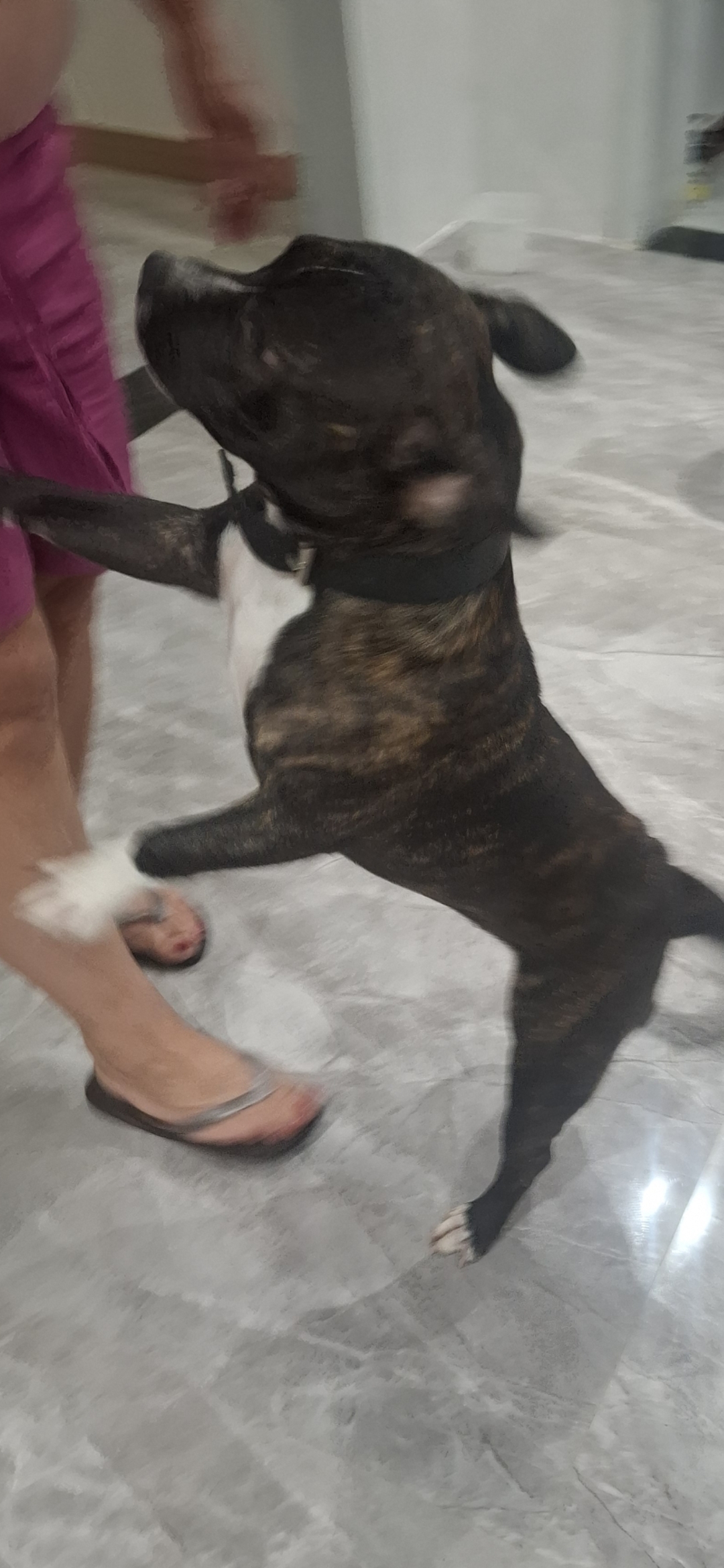American Bully - Foto 2