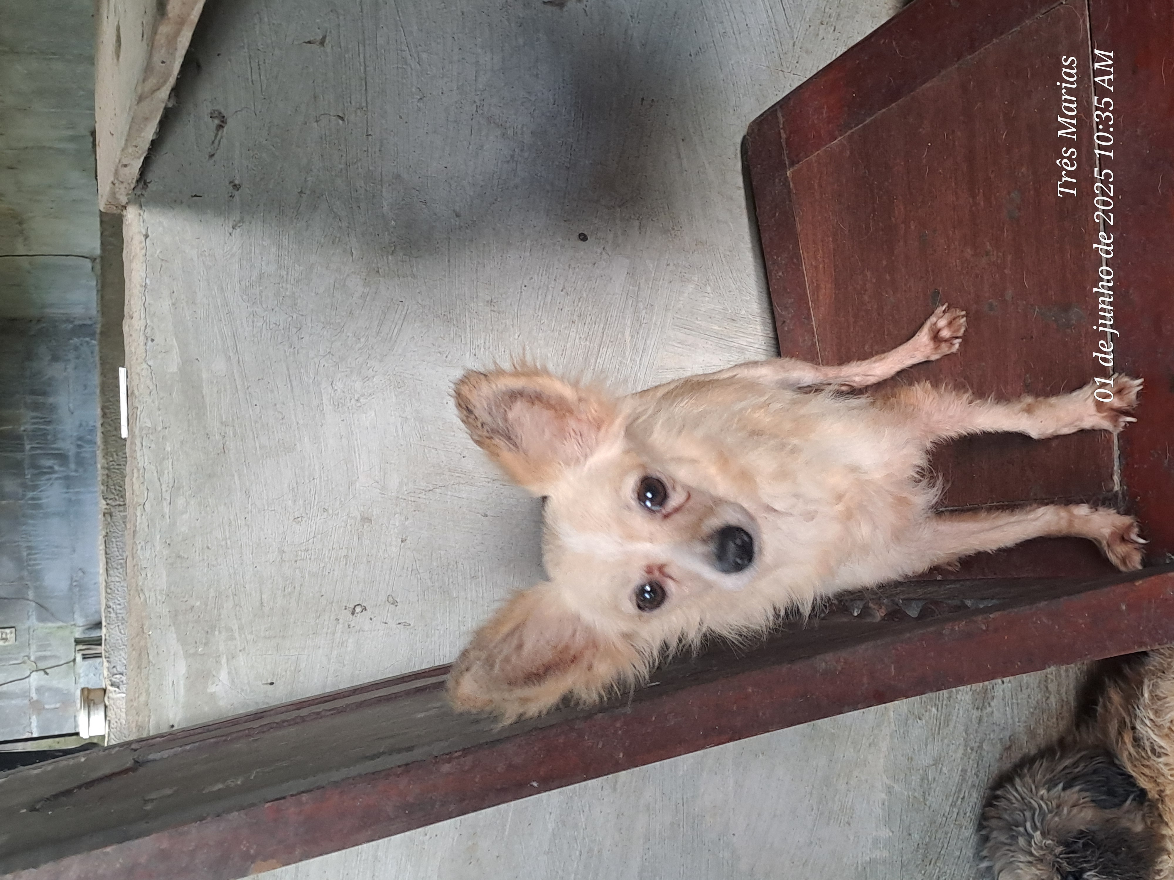 Linda chihuahua pelo longo  - Foto 1