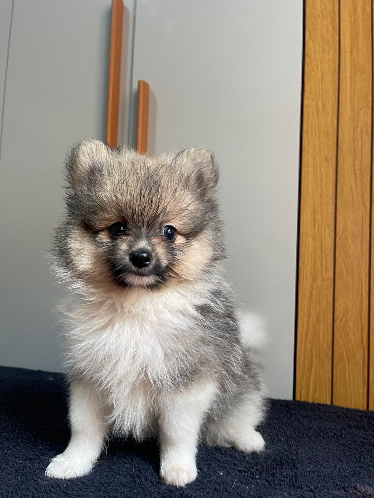 Spitz Alemão - Foto 1