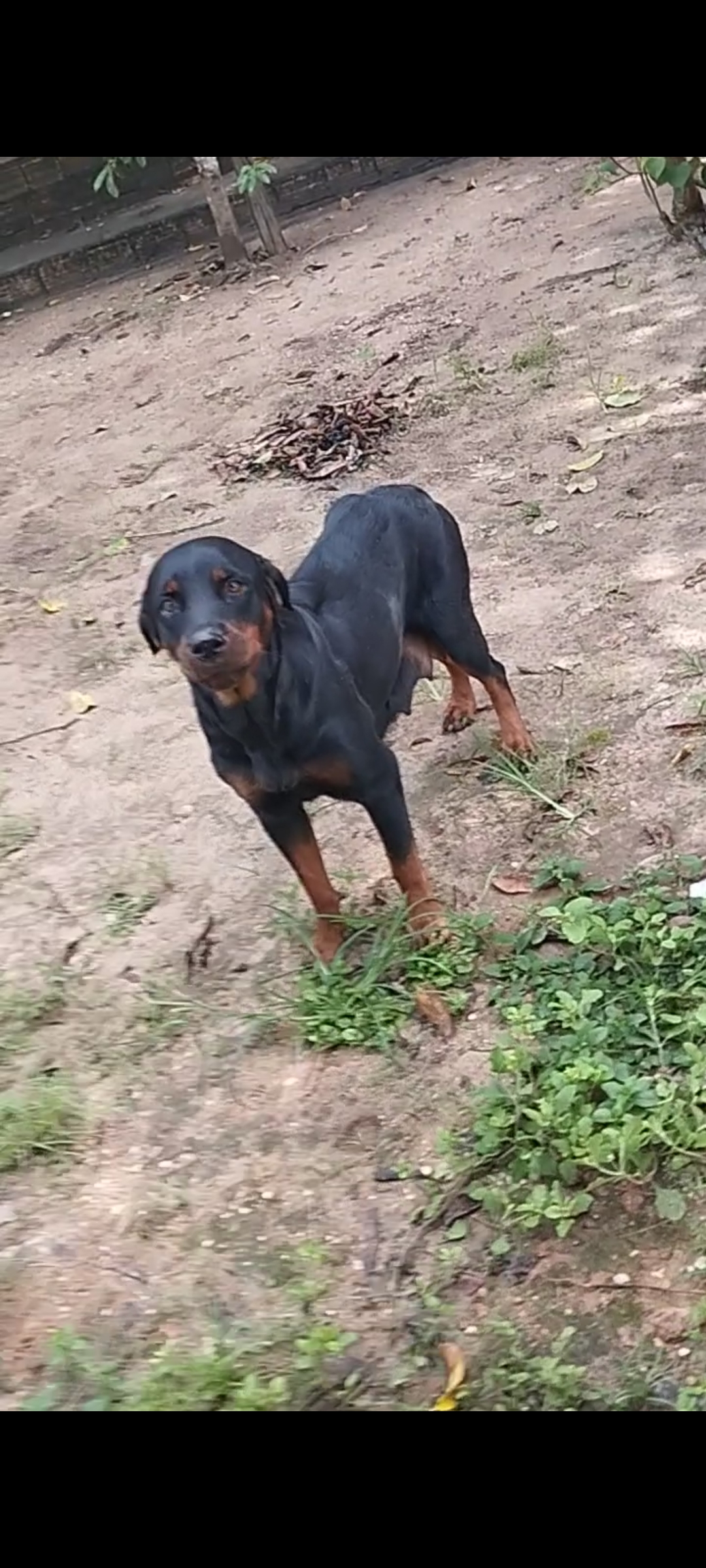 Rottweiler - Foto 2