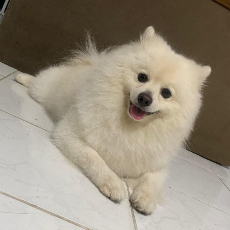 Spitz alemão macho OPORTUNIDADE - Foto 1
