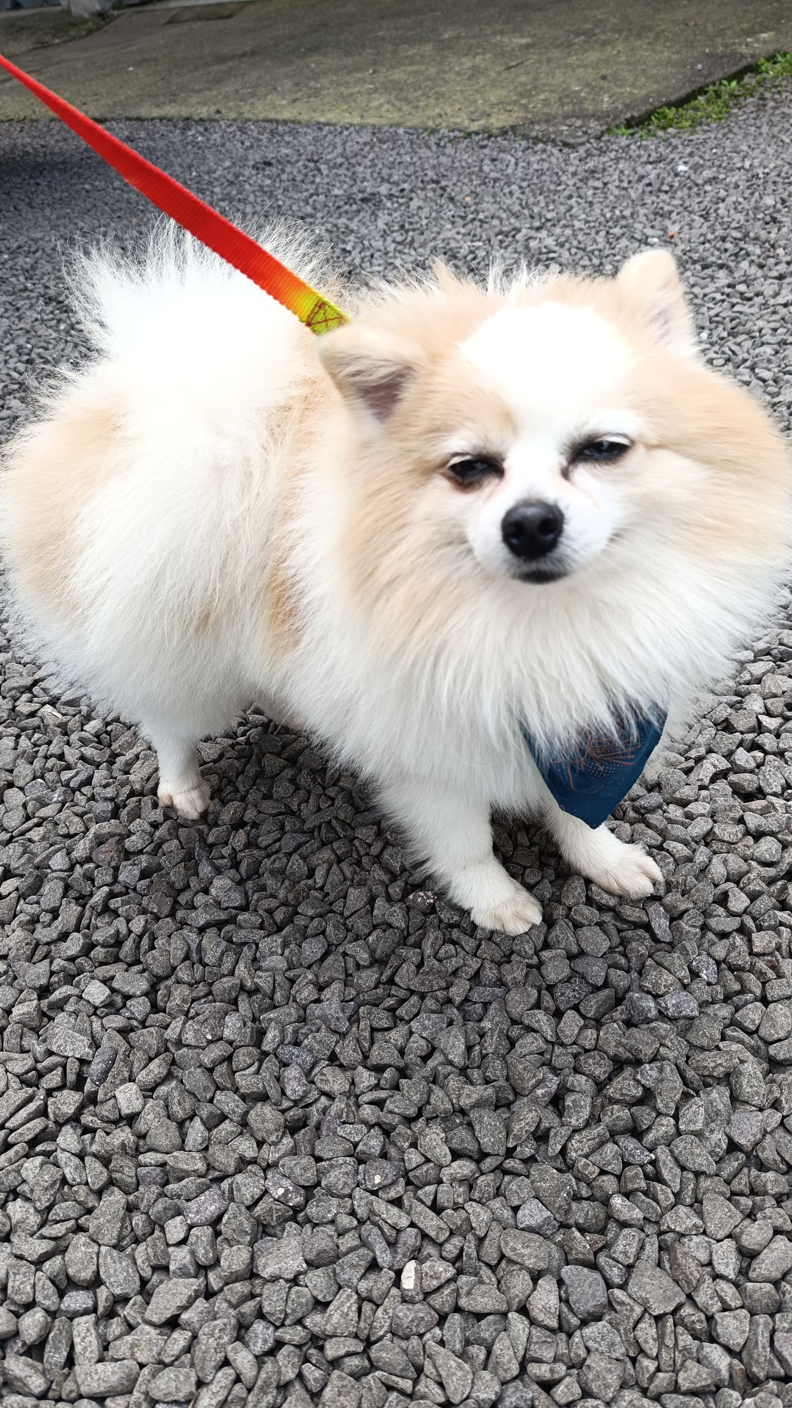 Spitz macho - Foto 1