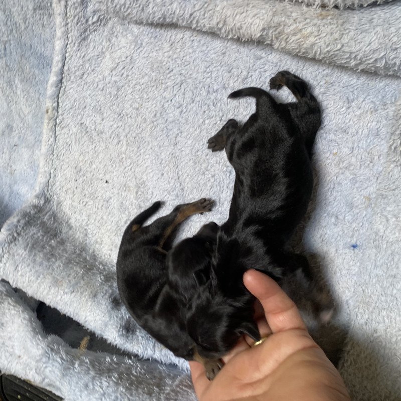 Lindos filhotes de pinscher - Foto 3
