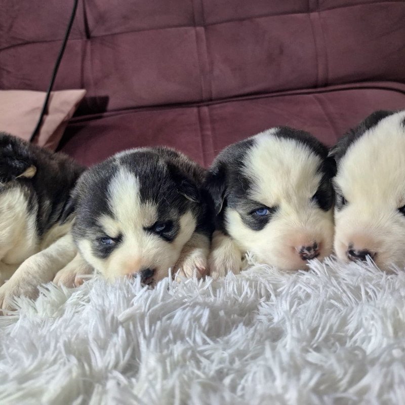 Lindos filhotes de Husky Siberiano - Foto 1