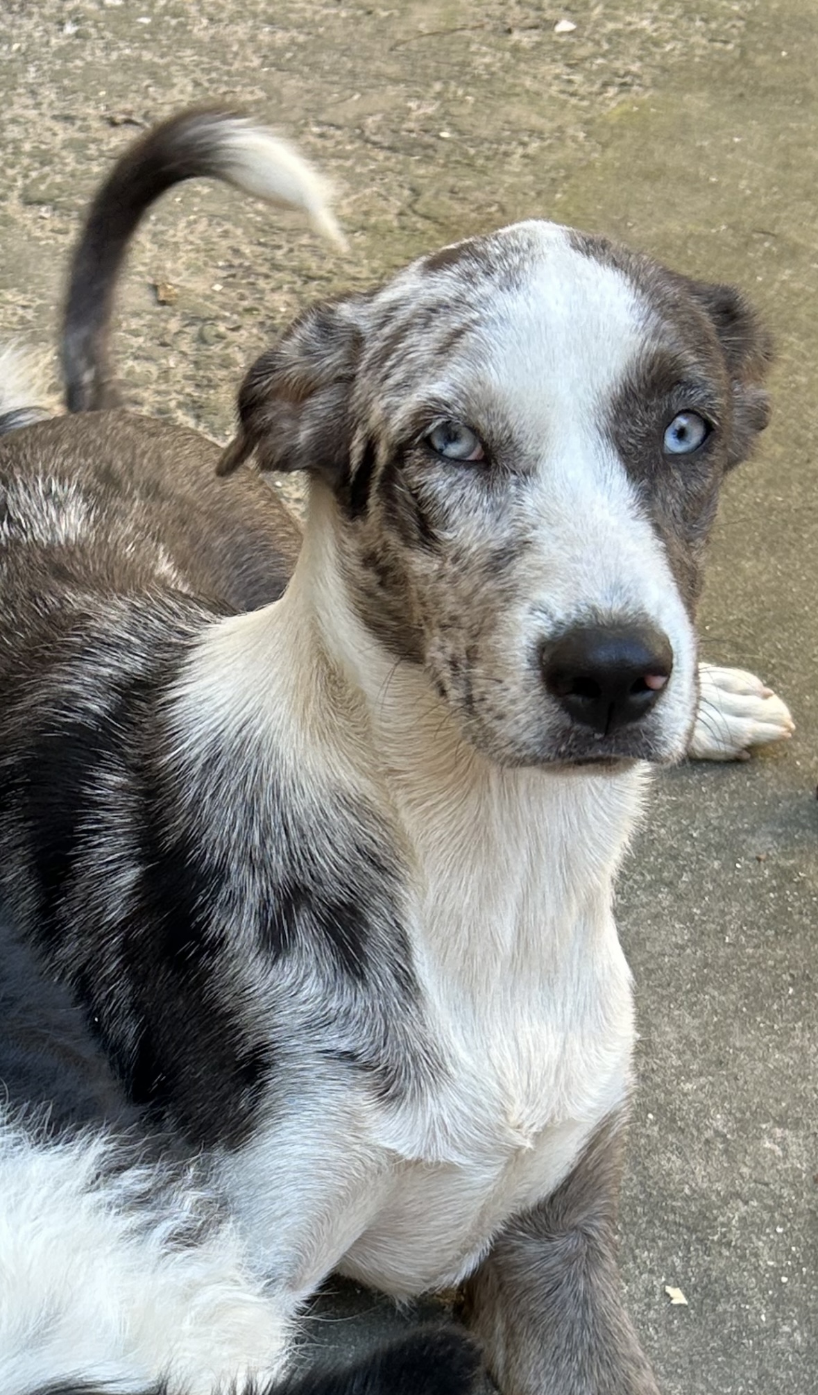 Border Collie - Foto 3