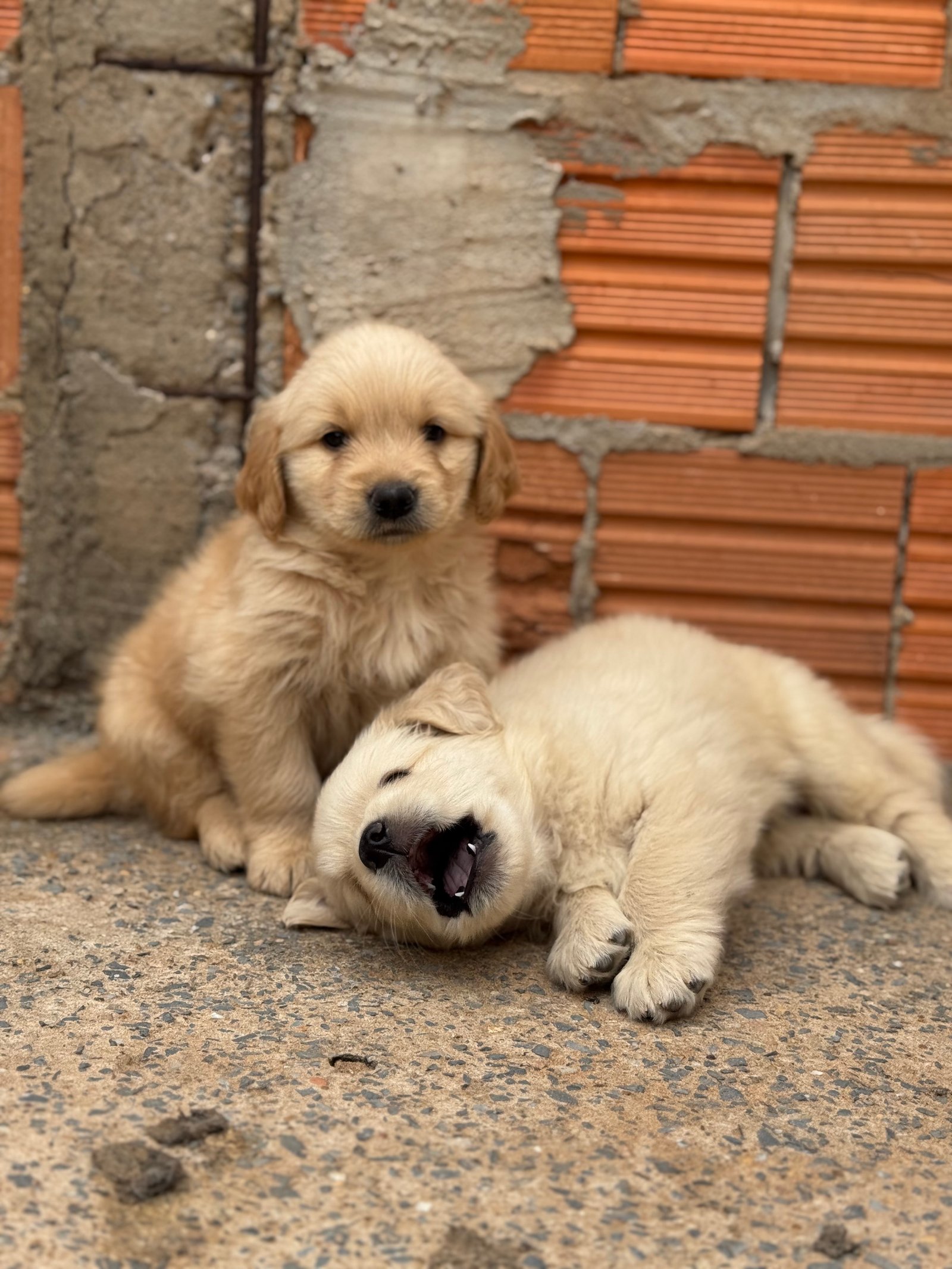 Golden Retriever  - Foto 3