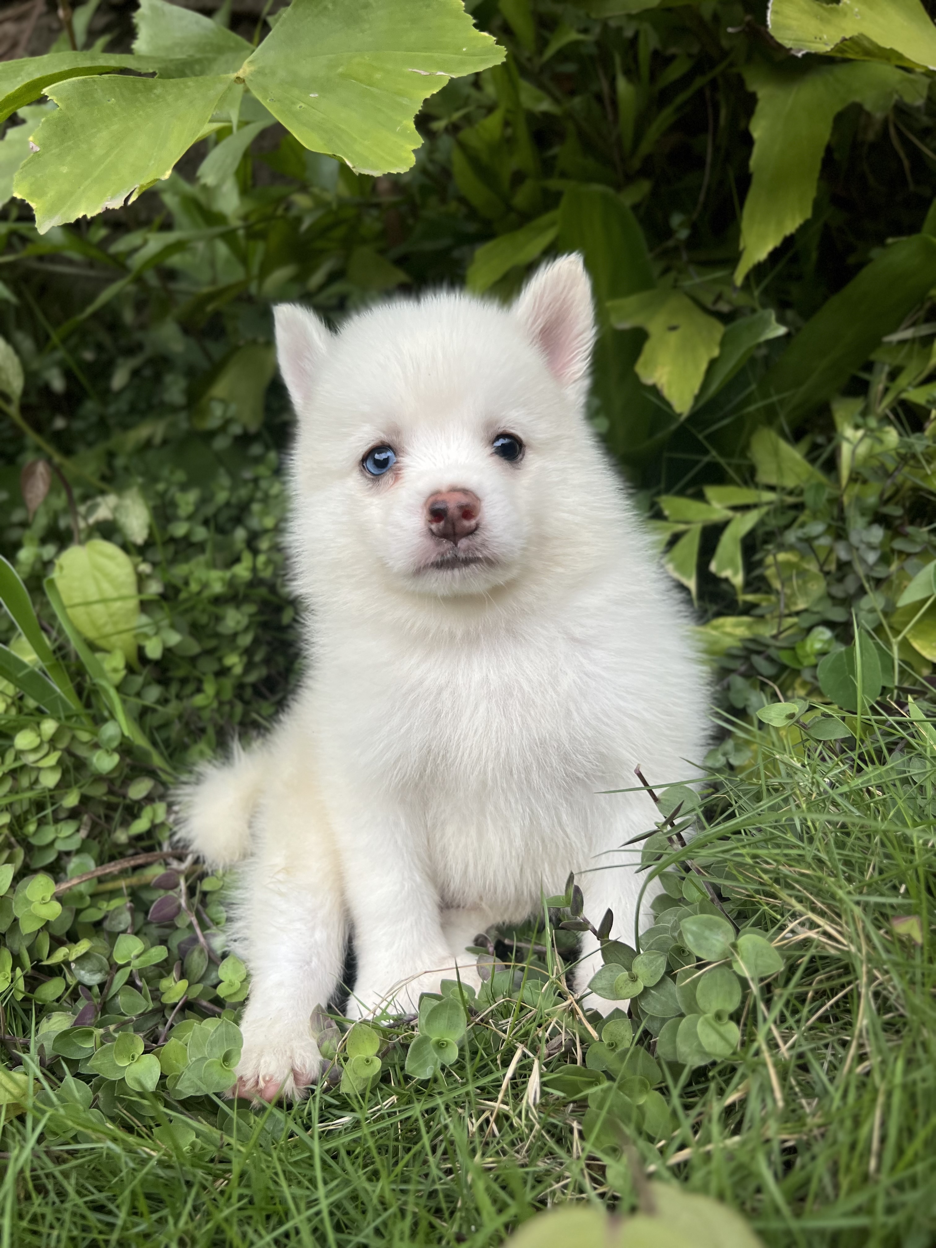 Husky Siberiano - Foto 3
