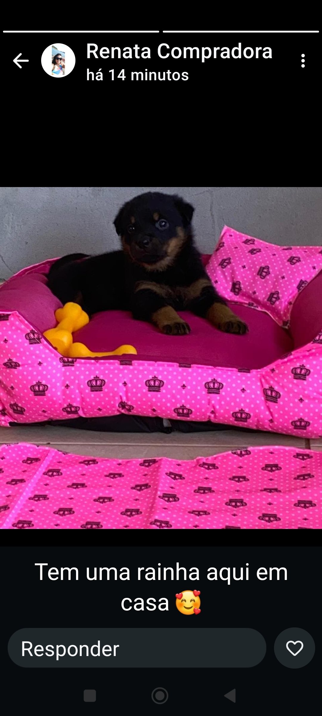 Filhotes de Rottweiler  - Foto 2