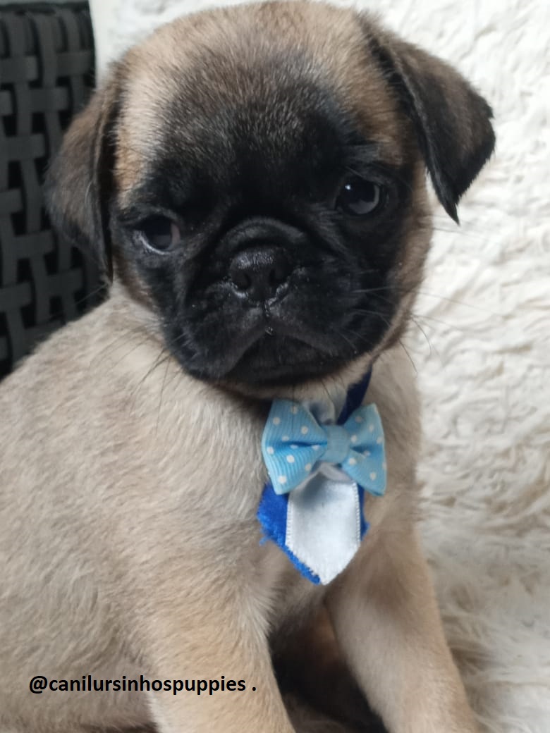 Pug - Foto 2