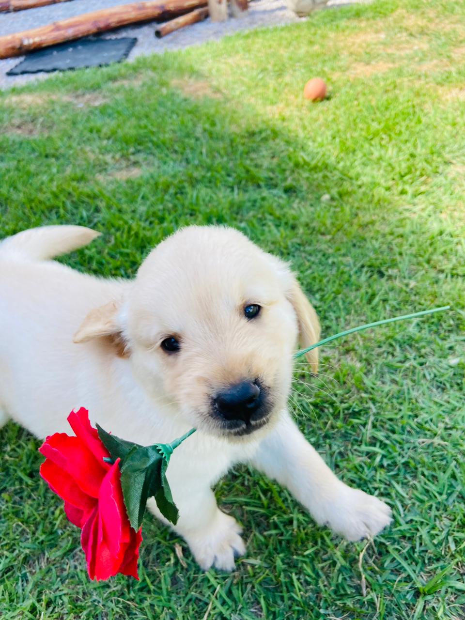 Golden Retriever - Foto 3