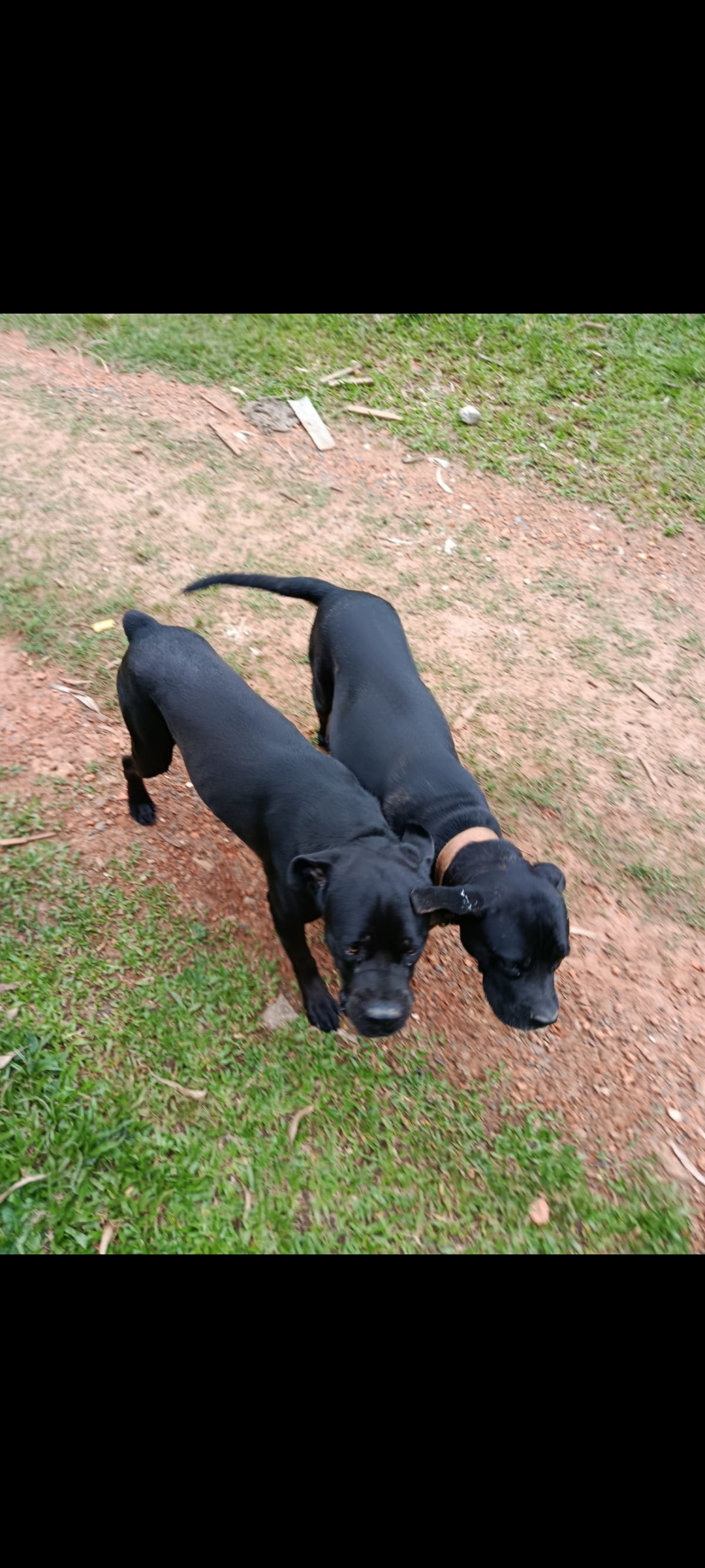 Cane Corso - Foto 1
