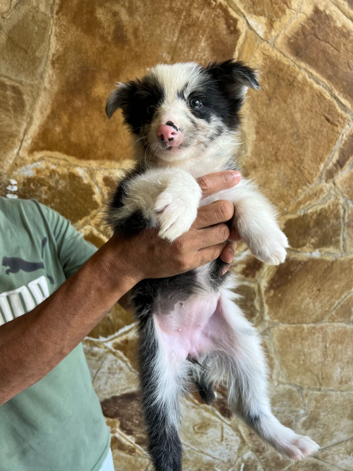 Filhotes de Border Collie - Foto 3