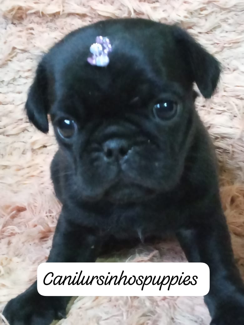 Pug - Foto 3