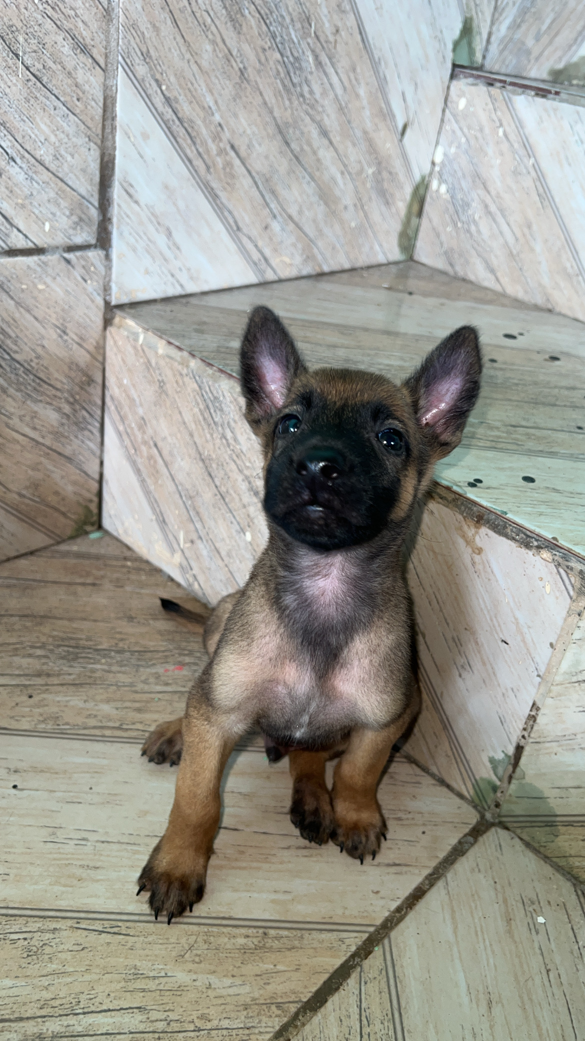 Pastor Belga Malinois - Foto 2