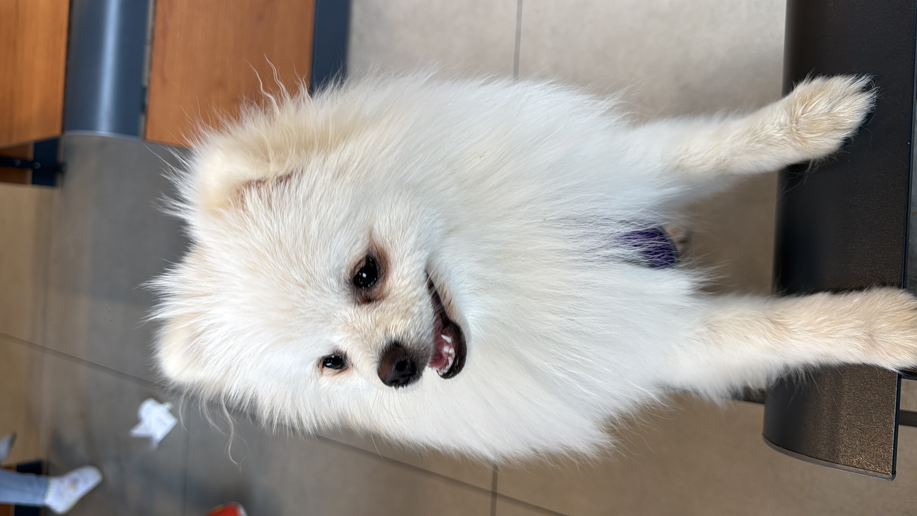 Spitz Alemão - Foto 1