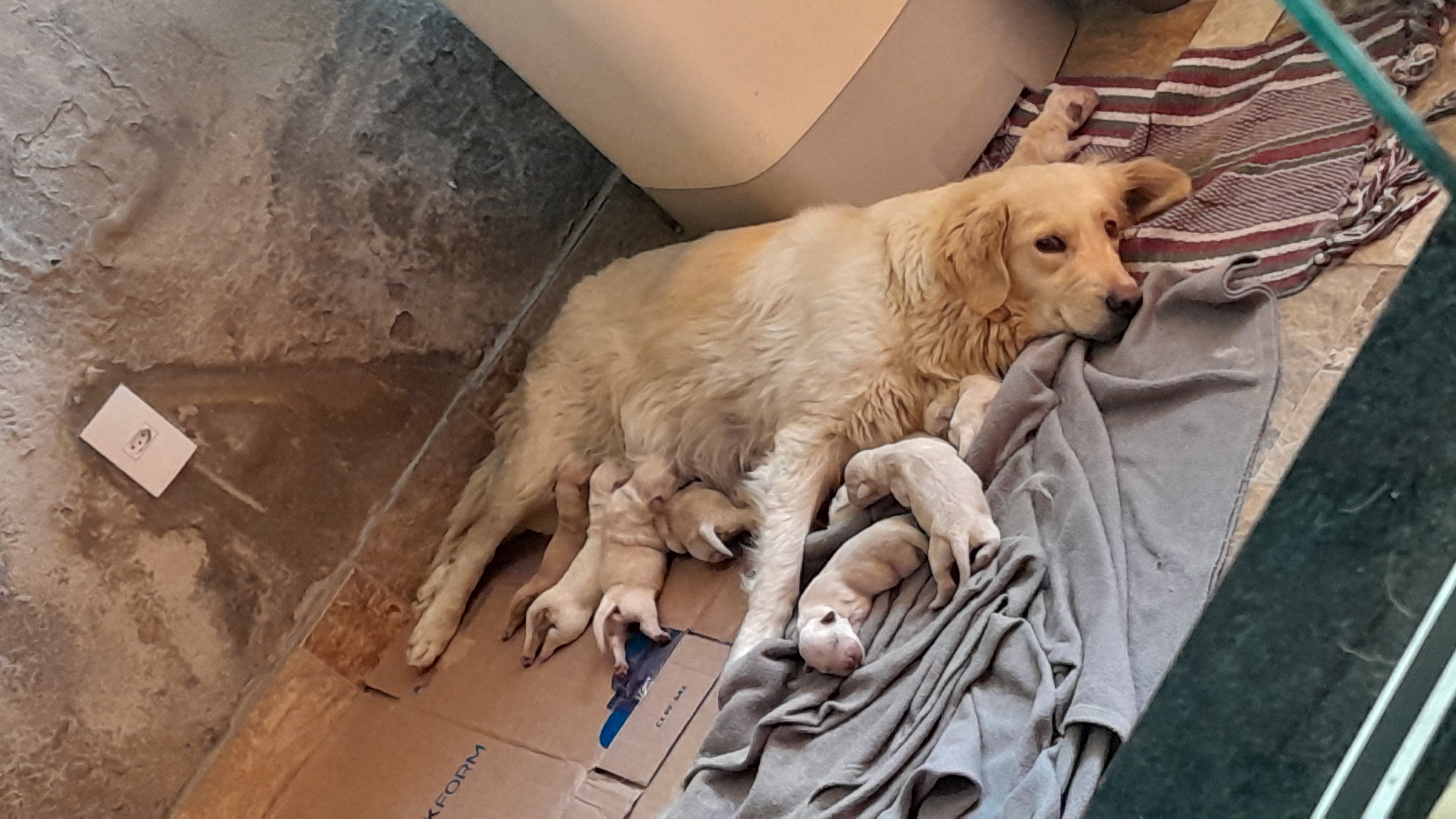 Golden Retriever - Foto 1