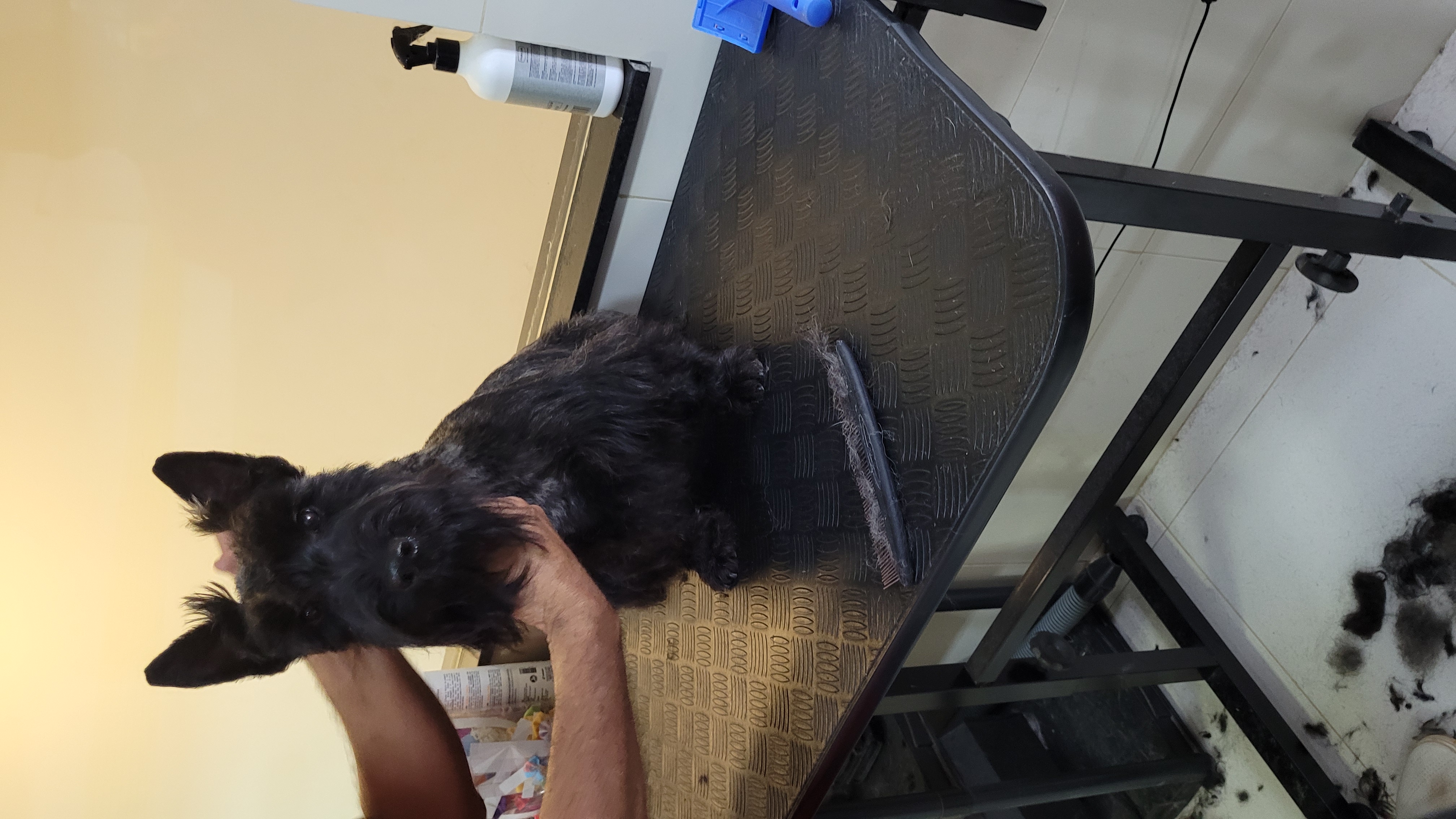 Scottish Terrier - Pedigree - Foto 3