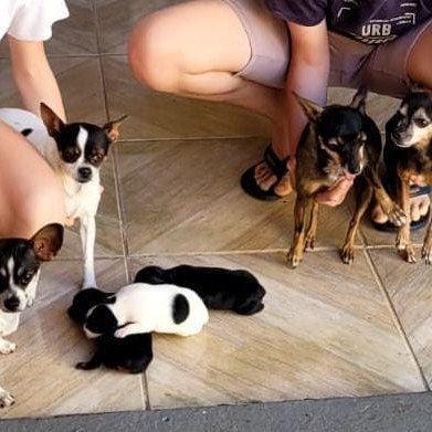 Lindos filhotes  de pinscher - Foto 5