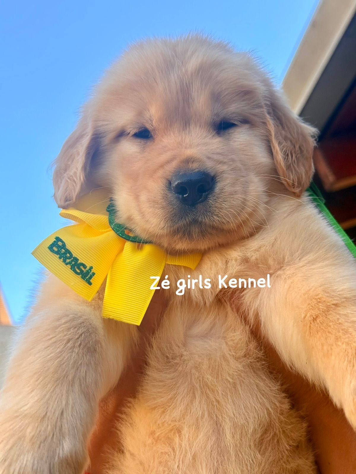 Golden retriever - Foto 4