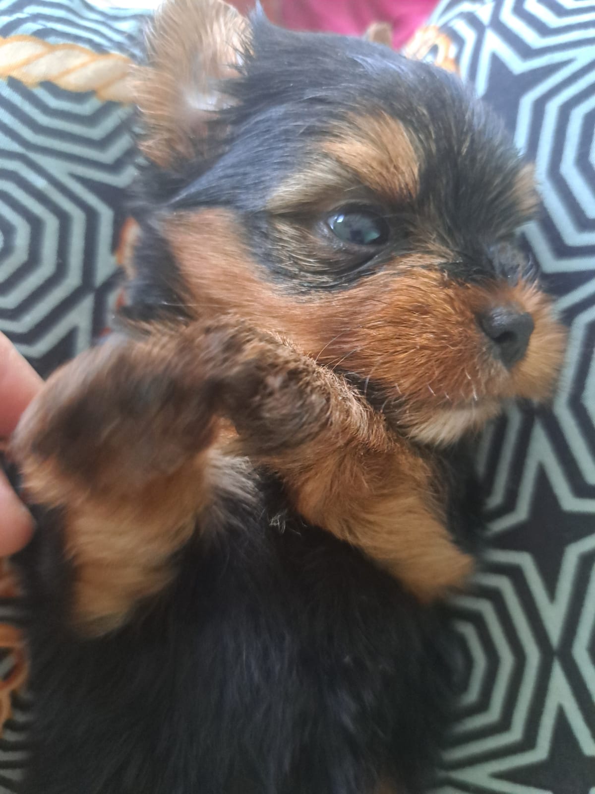 Yorkshire Terrier - Foto 2