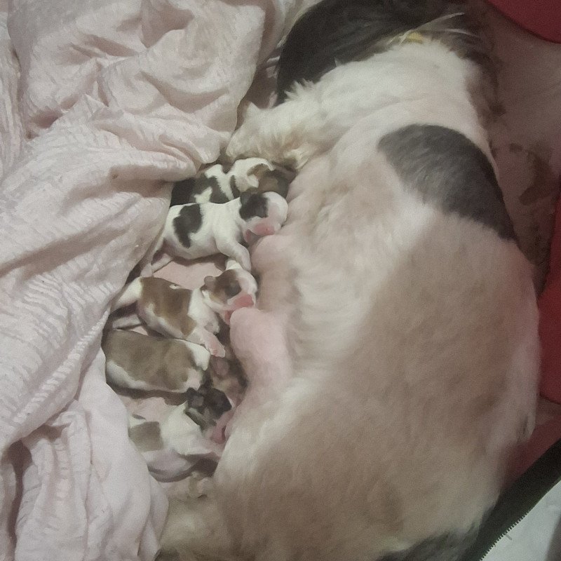 🐾💕 FILHOTES DE SHIH TZU À VENDA! 💕🐾  Nossa mamãe Angel acaba de ser mamãe de lindos filhotinhos de Shih Tzu! 🥰🐶  ✨ Filhotes lindos e saudáveis 💕 Criados com muito amor e carinho 🐾 Disponíveis para reserva 🏡 Procuramos famílias responsáveis e que ofereçam muito amor e cuidado!  📅 Nascidos em 13/08/20 - Foto 2