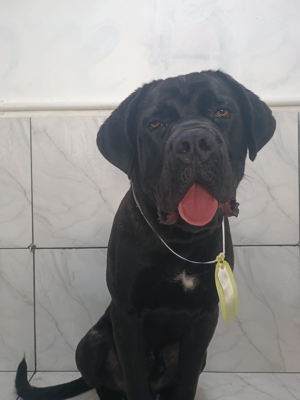 Cane corso legítimo  - Foto 2