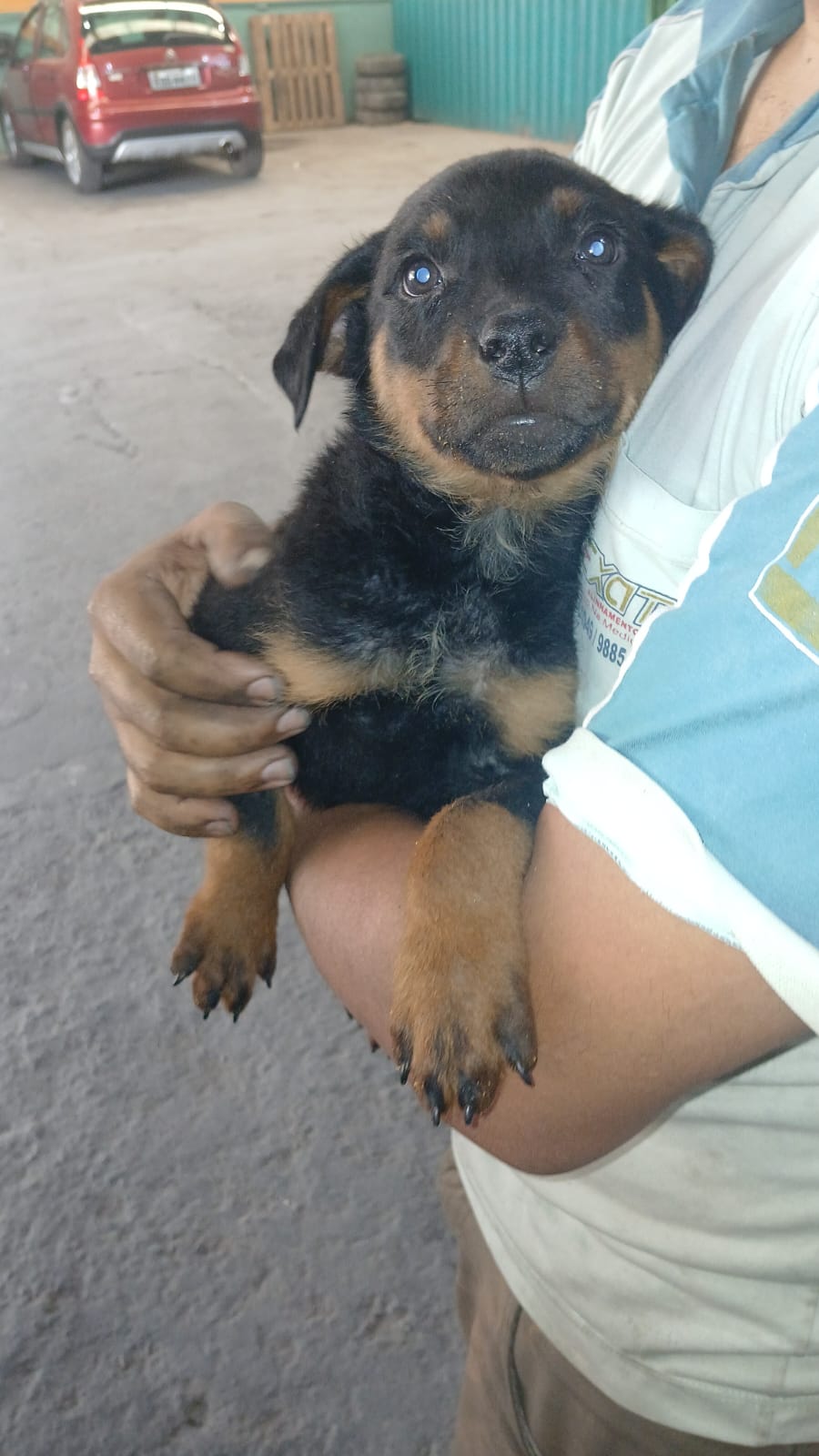 Rottweiler - Foto 3