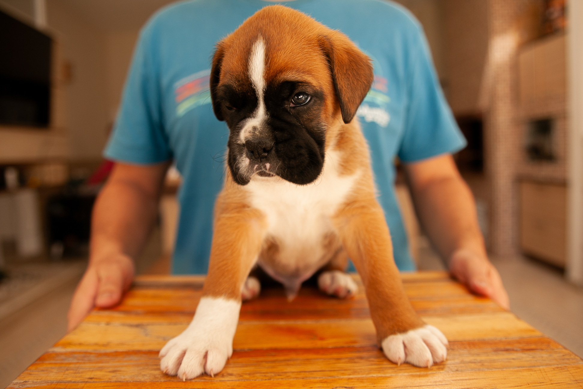 Filhote de Boxer Macho - Thor, criado em família - Foto 3