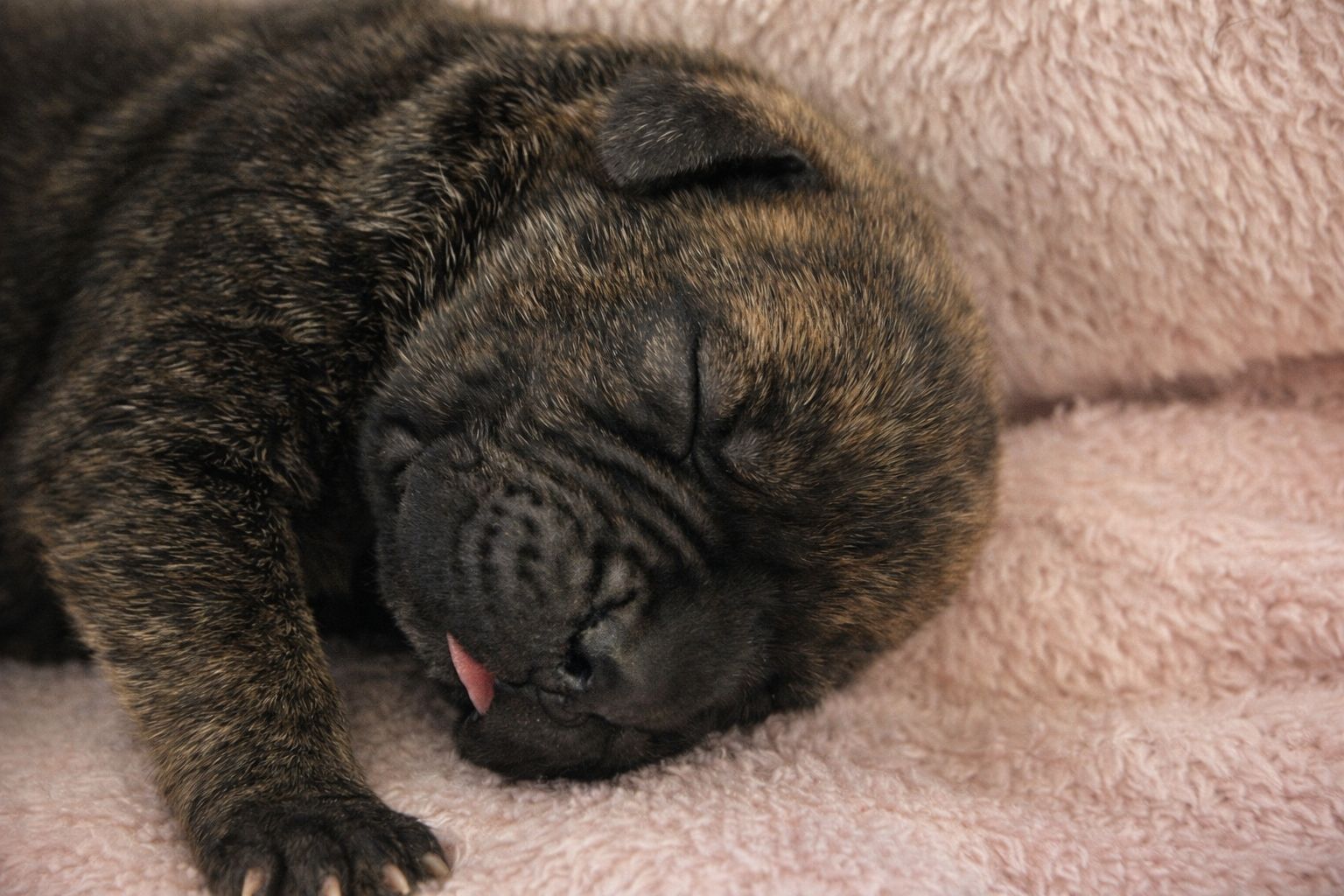 Filhotes Cane corso  - Foto 3