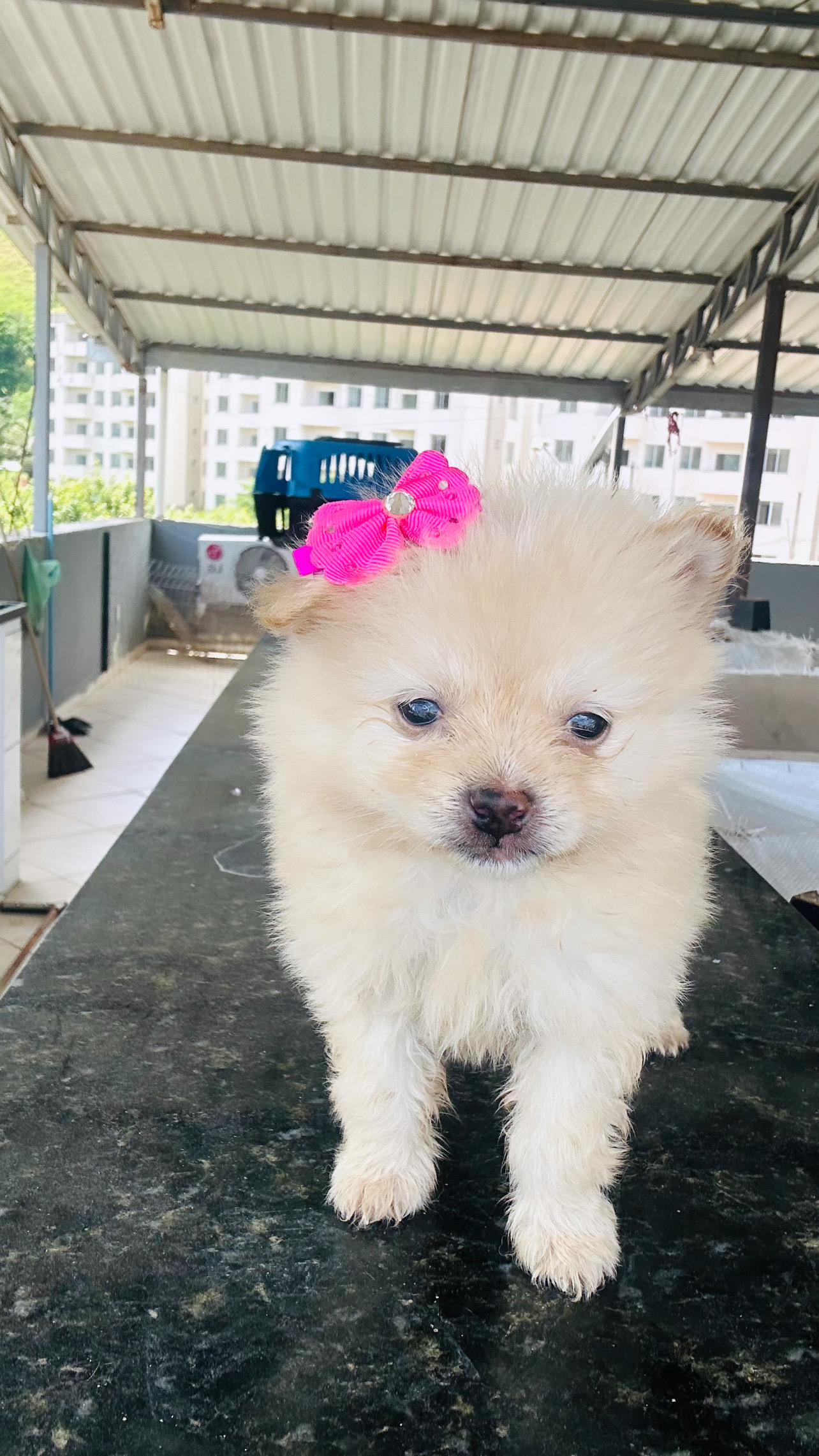 Lindas  Lulu da Pomerania fêmea  - Foto 1