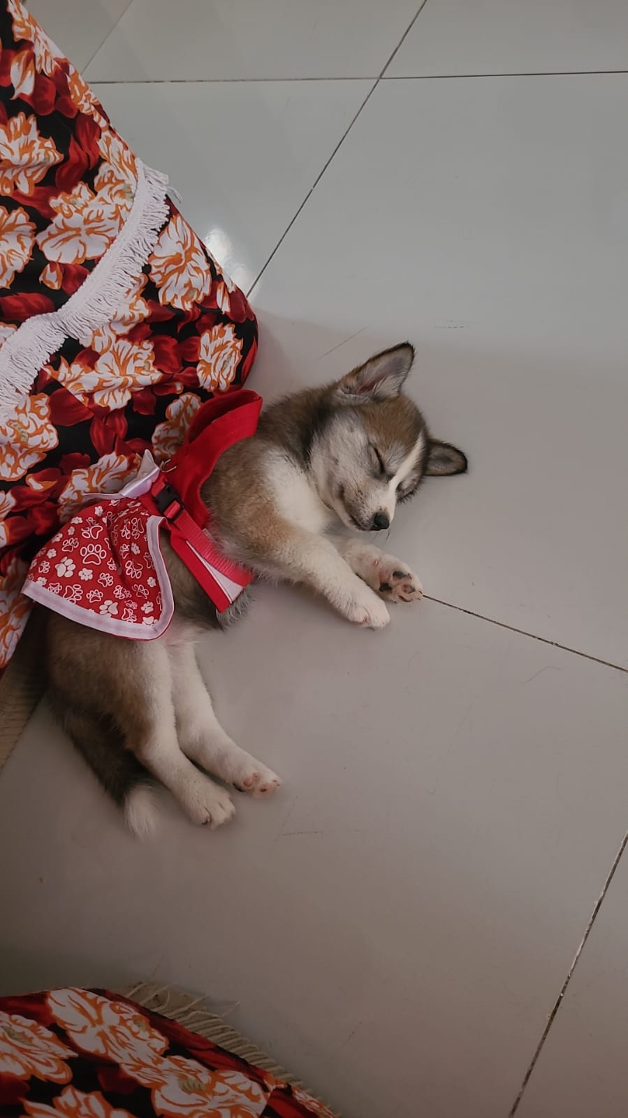 Filhote de Husky Siberiano, já tomou a primeira vacina , remédio antipulga , verme e carrapato - Foto 1