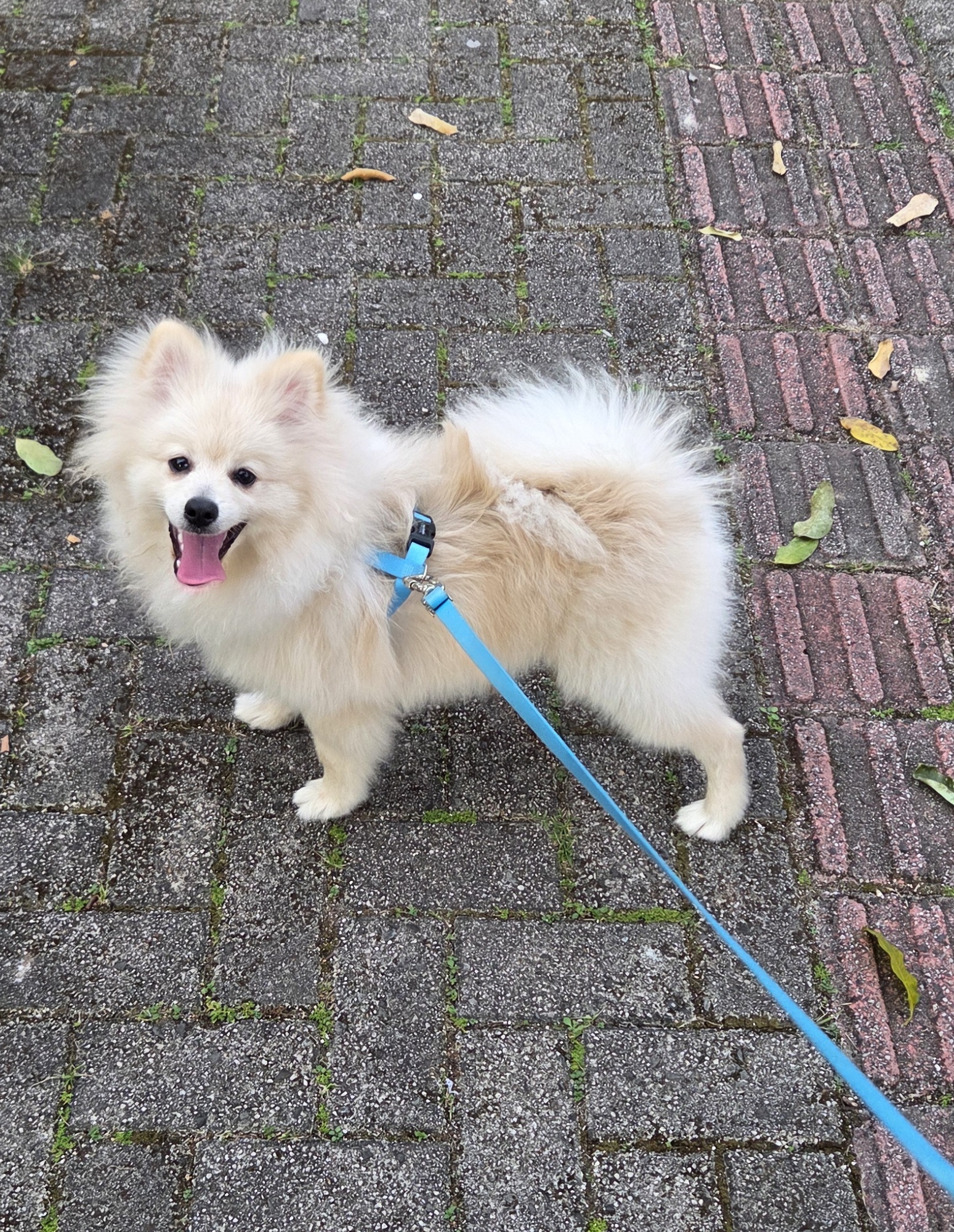 Spitz Alemão - Foto 1