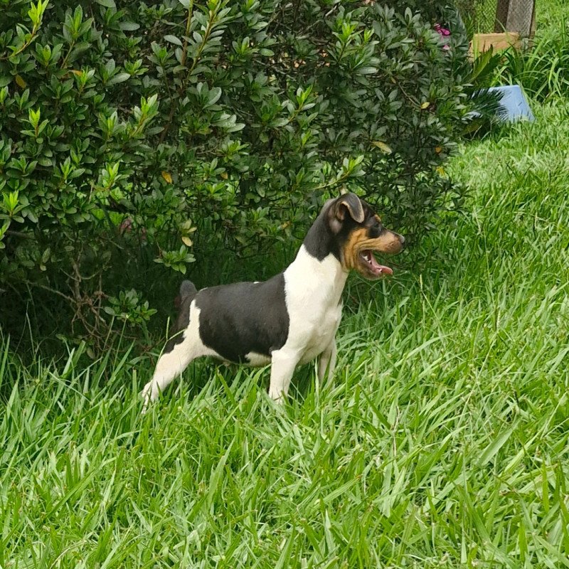 Lindos filhotes de Terrier Brasileiro - Foto 2