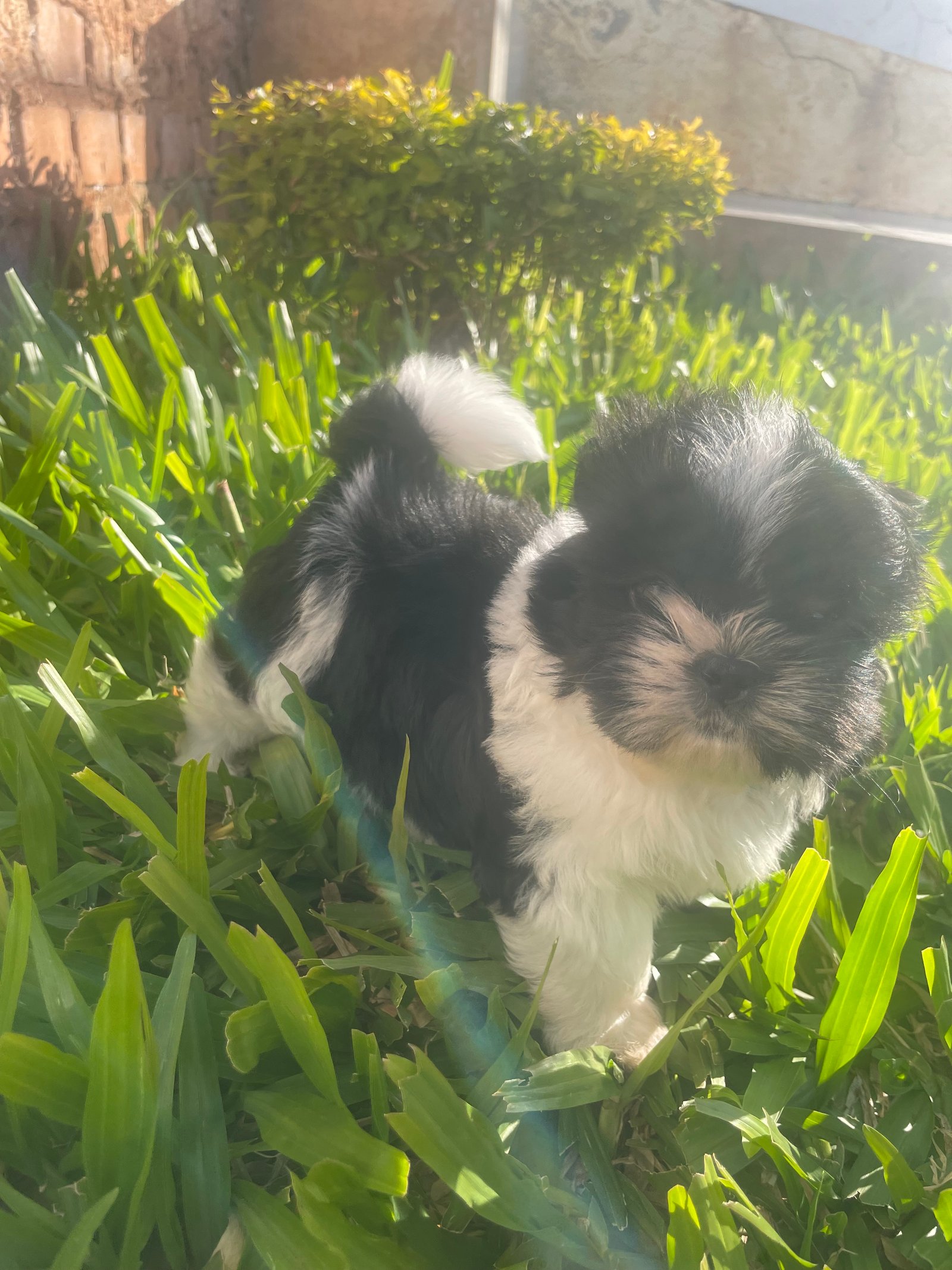 Filhote Shih tzu  - Foto 2