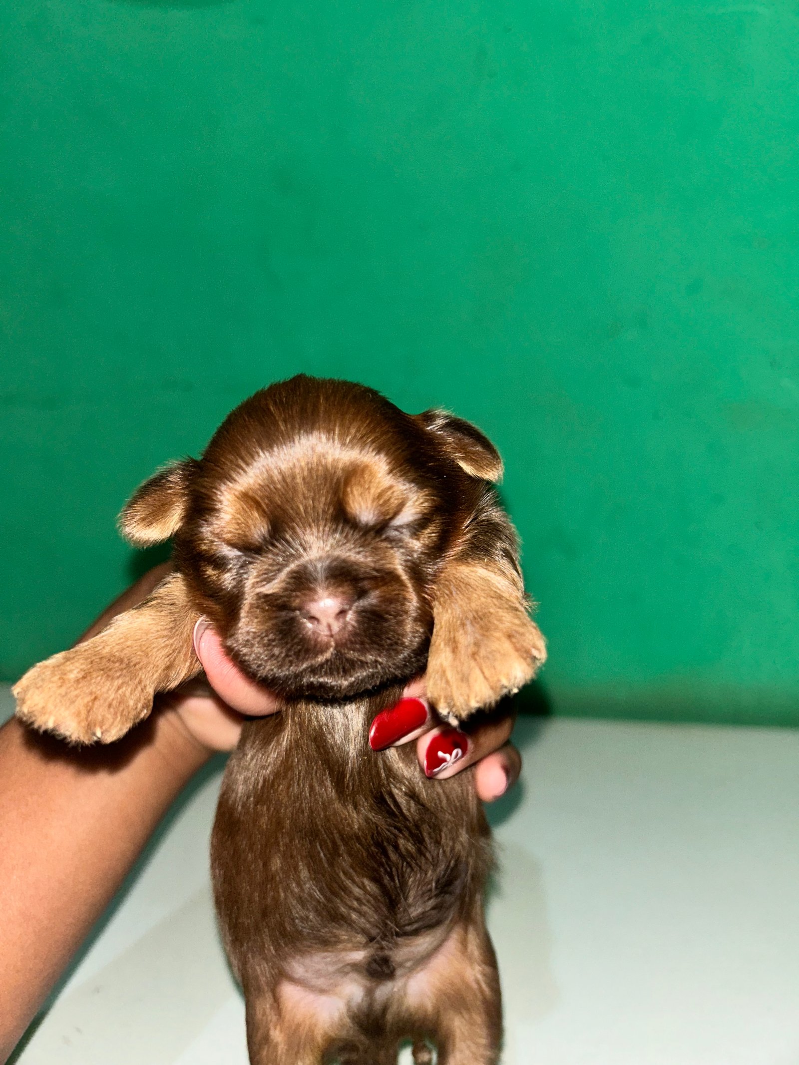 Shih tzu - Foto 2