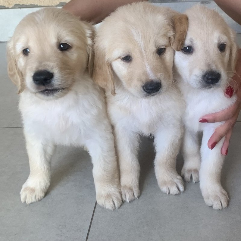 filhotes de Golden Retriver - Foto 4