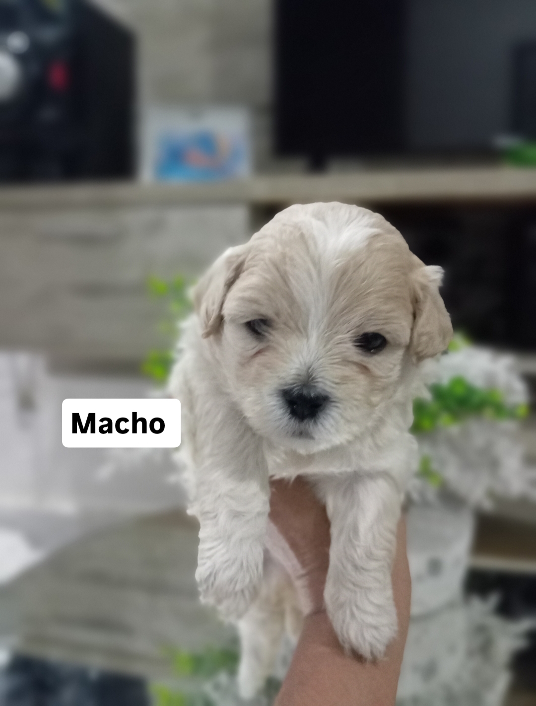Venda Filhotes Lhasa Apso - Foto 5