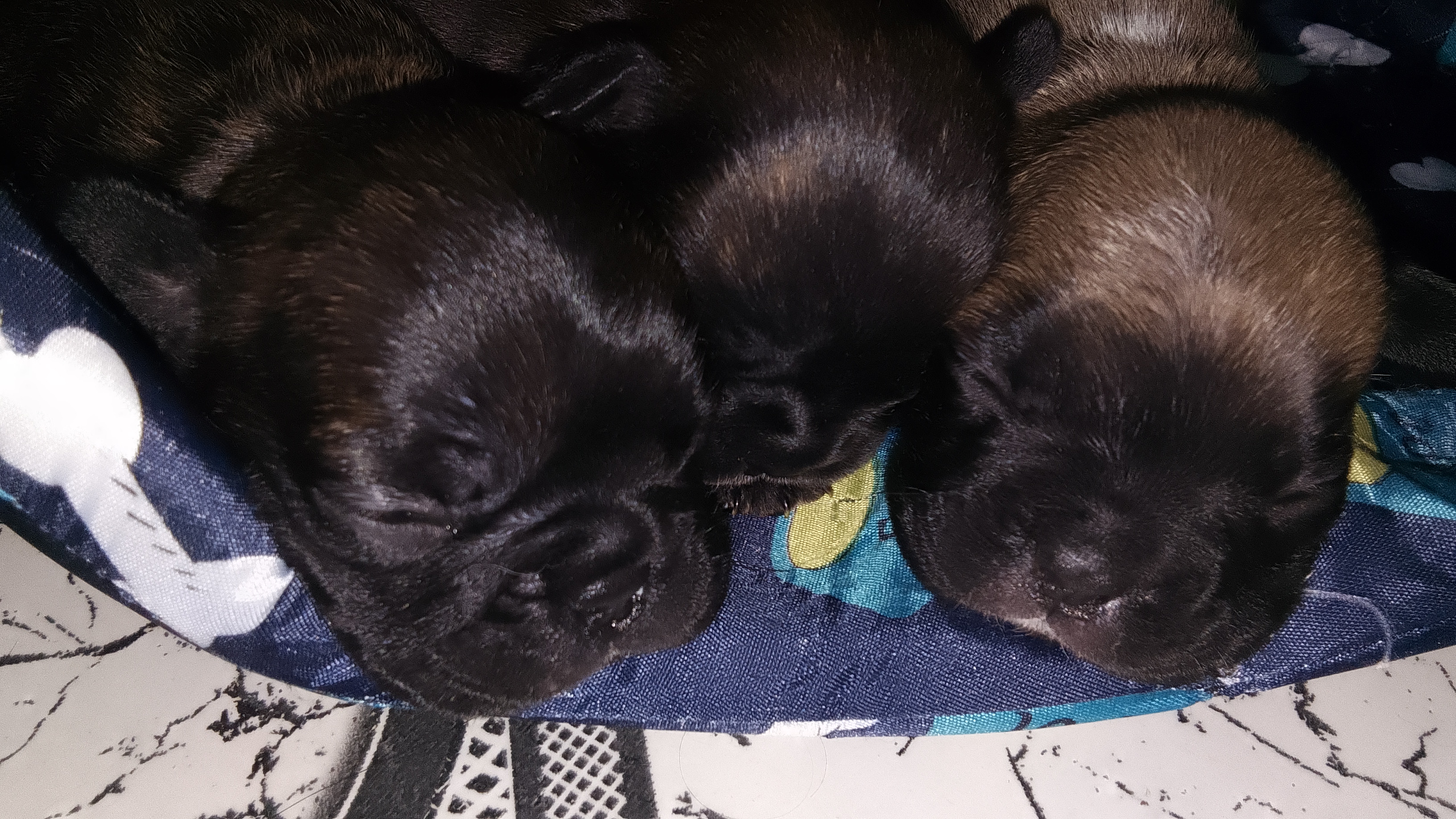 Bulldog francês  - Foto 2
