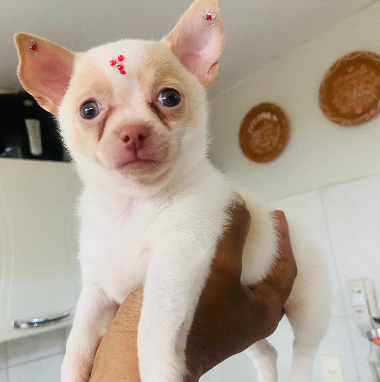 Chihuahua - Foto 2