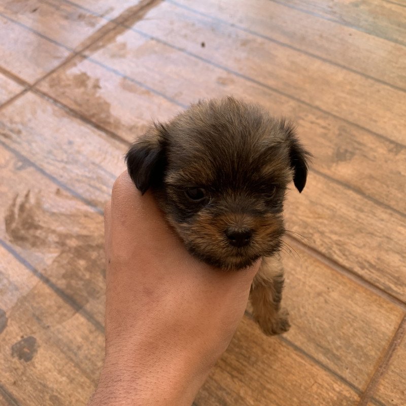 Filhotes de shih tzu para vender rápido! - Foto 4