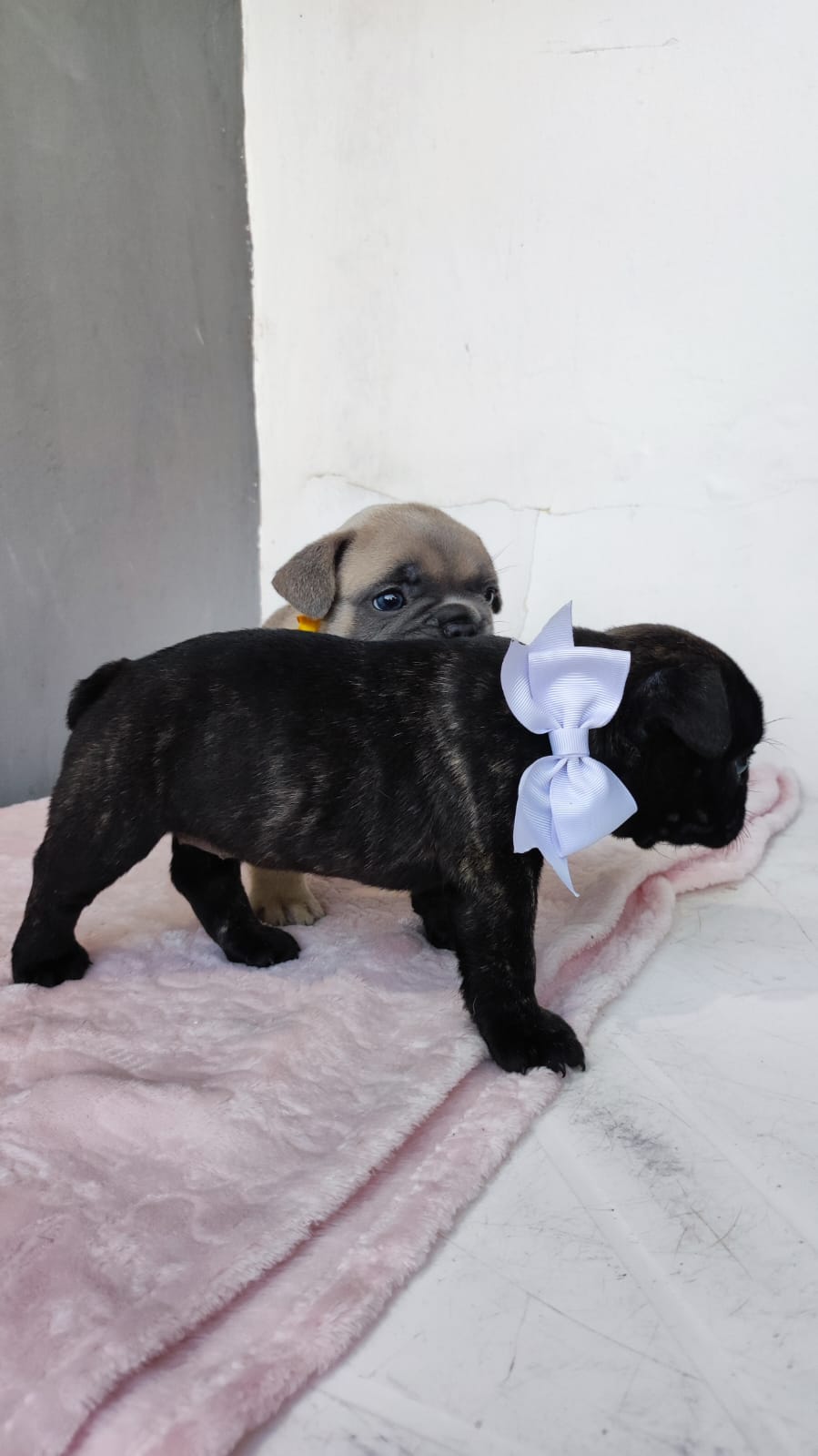 Buldogue Francês Fêmeas filhotes  - Foto 4