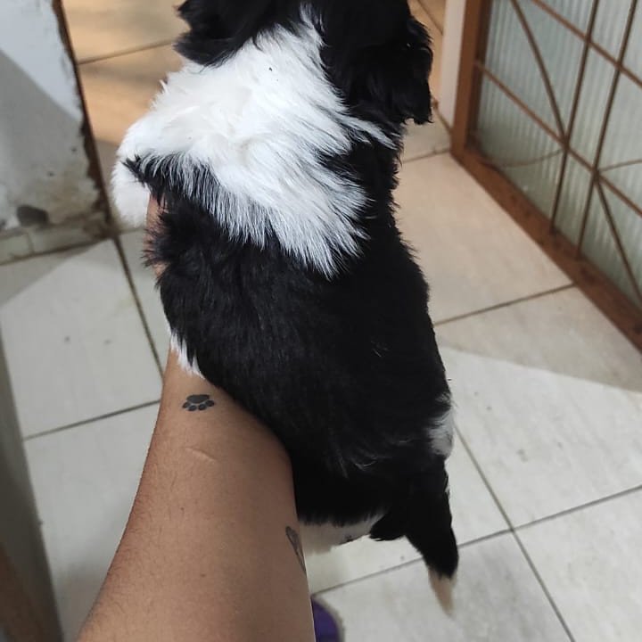 Lindos filhotes de shiatsu - Foto 2