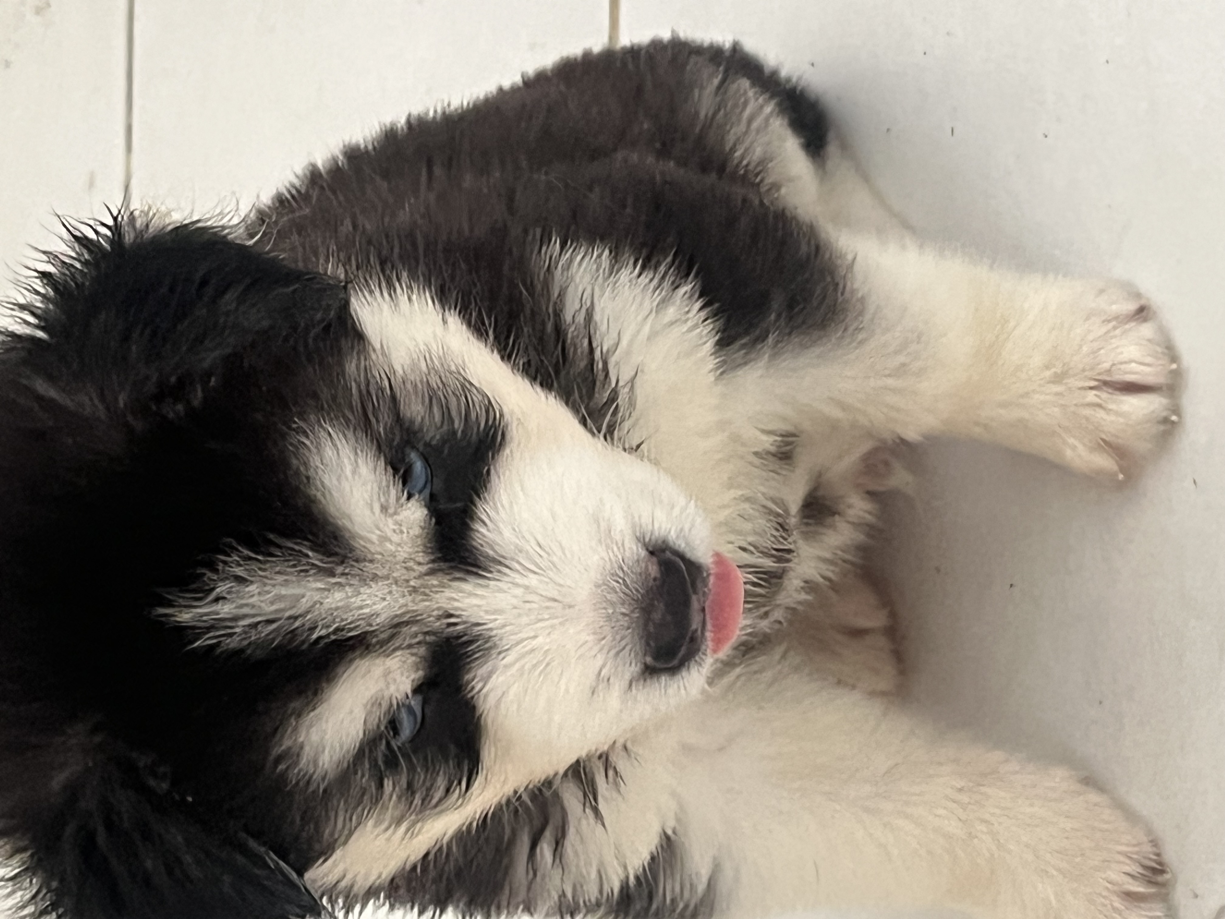 Husky Siberiano - Foto 2