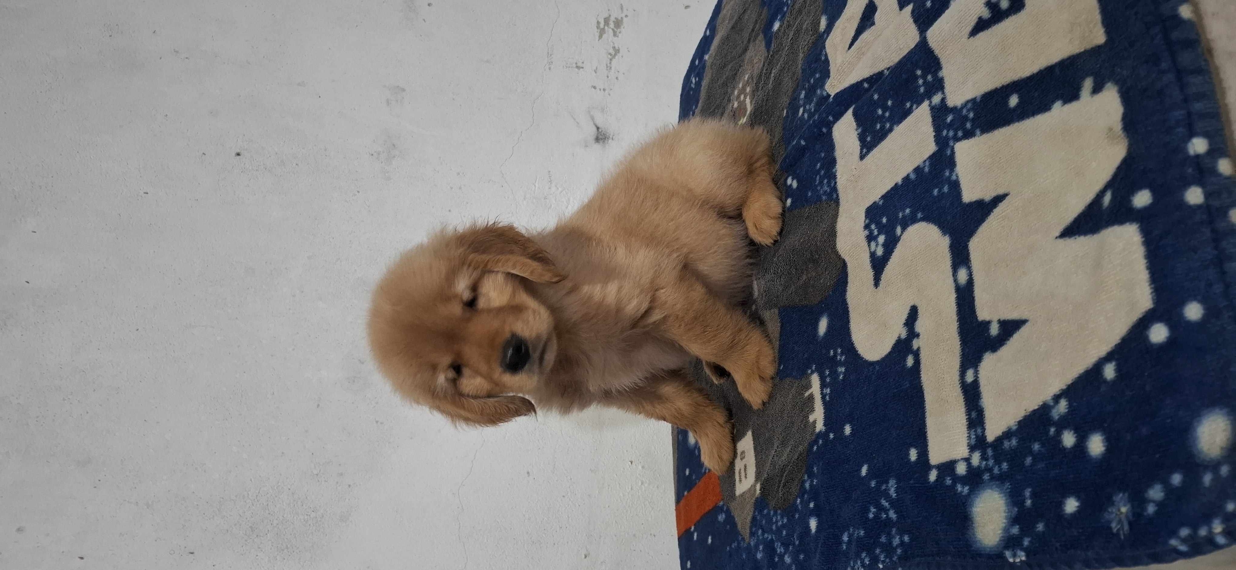 Filhotes Golden Retriever  - Foto 5