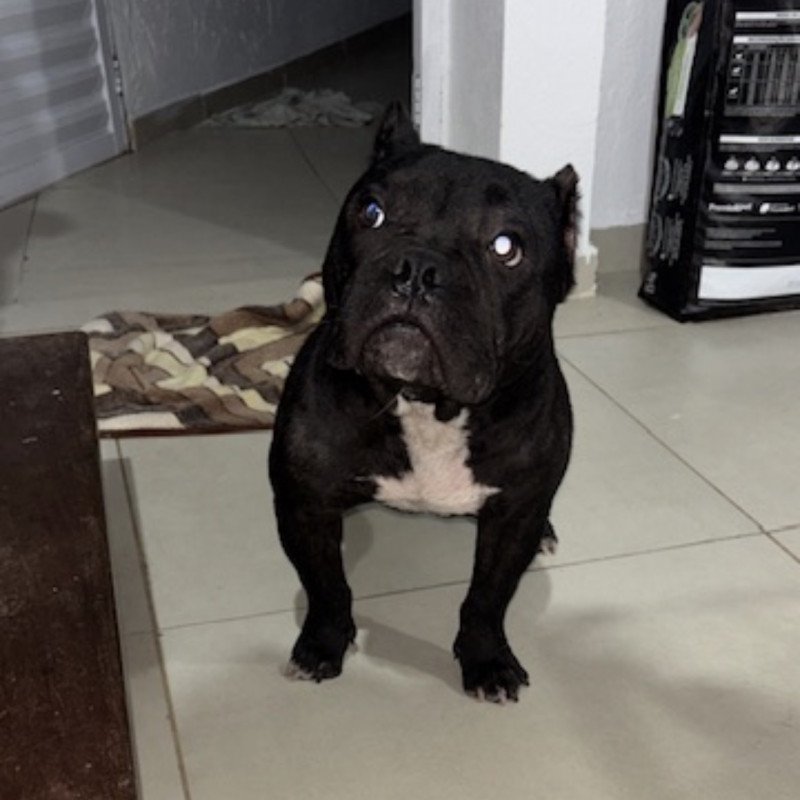 Filhote American bully pocket black - Foto 1